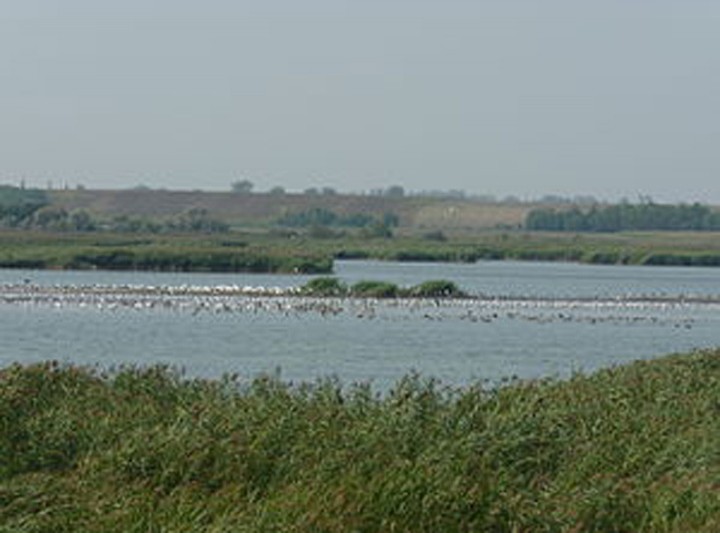 Bird Reserve, Dinnyés