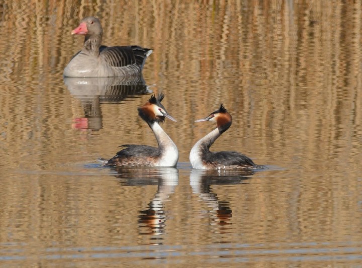 A természet randikalauza – vezetett Ökotúra a Sóstón