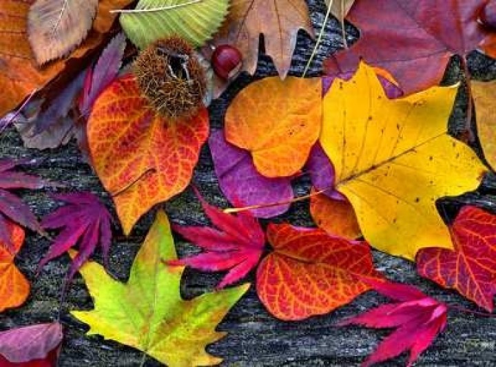 őszi szünet programok 2012 relatif